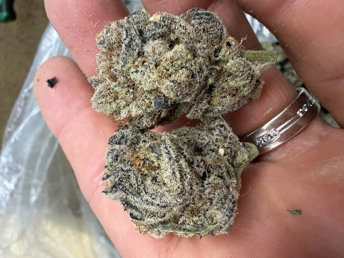 Purple Snoop Flower